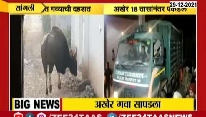 Sangli Indian Bison Finally Resue From Market Yard