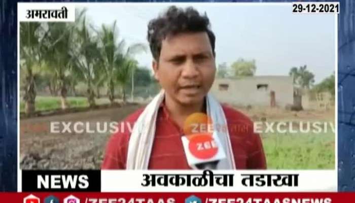 Amravati Ground Report Cotton Producing Farmers In Problem For Damage of Crops