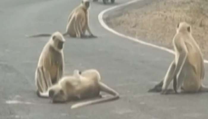 डोळ्यादेख मृत्यू पाहून बिथरली माकडं; संपूर्ण टोळीनं मिळून रोखला रस्ता, पाहा व्हिडीओ