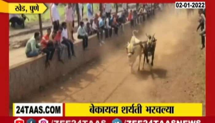  Pune Khed Bullock Cart Race Organised Without Permission