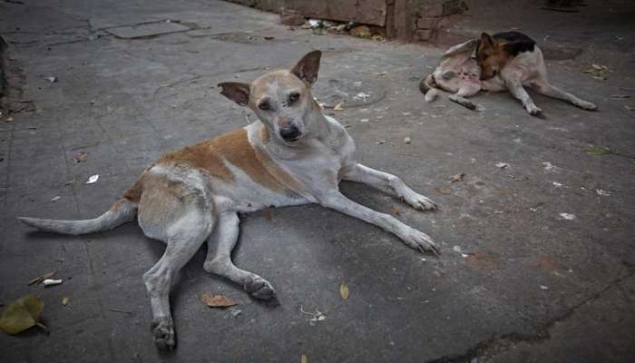 पालकांनो आपल्या चिमुकल्यांकडे लक्ष द्या, त्यांना एकटे सोडणं जीवावर बेतू शकतं