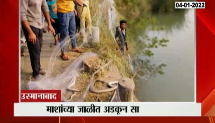Osmanabad Fifty Snakes Found Dead