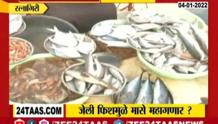 Ratnagiri Fisherman In Problem From Jelly Fish As Result Fishes To Get Expensive