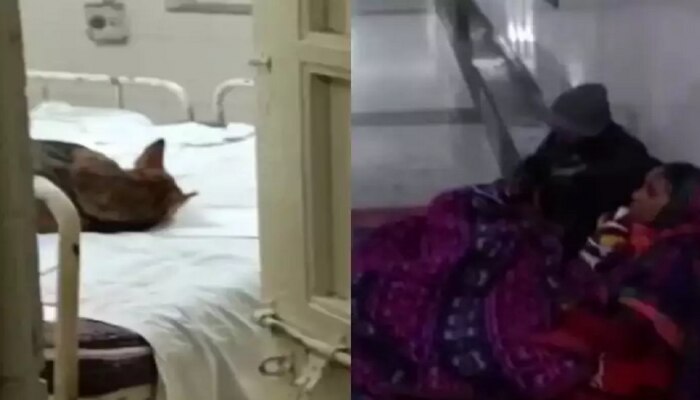 जमिनीवर रुग्ण अन् बेडवर कुत्रा; Video viral झाल्याने रुग्णालयाचा बेजबाबदार कारभार समोर