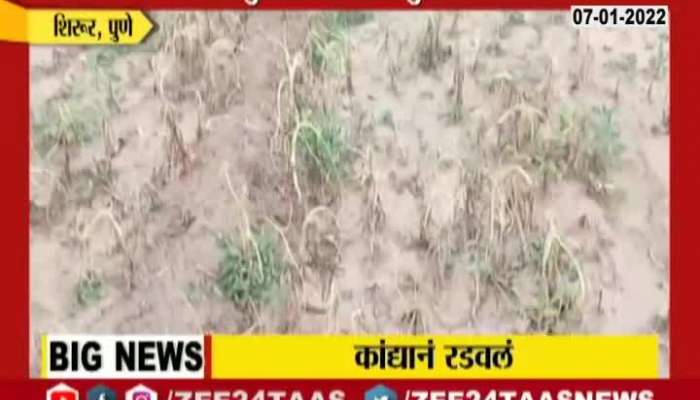 Pune Shirur Ground Report Onion Crop Damage From Climate Condition