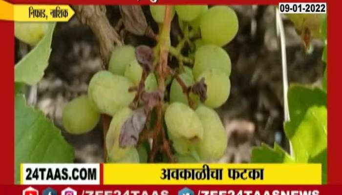 nashik nifad grapes fruit crop damage from uncertain rainfall