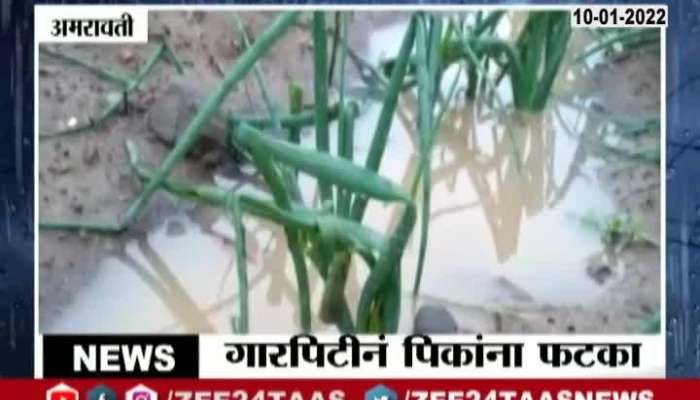  Amravati Farmer On Damage Cause From Rain And Hailstorm