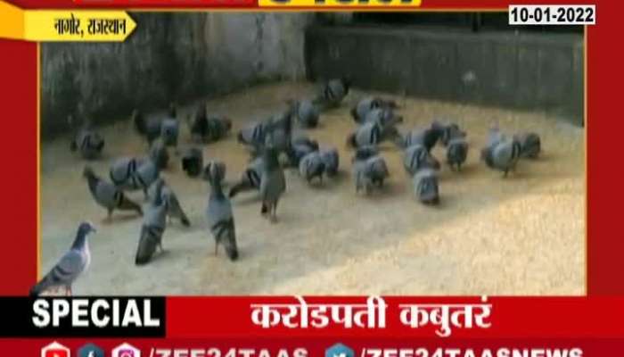  Pigeons From Rajasthan Are Millionaires