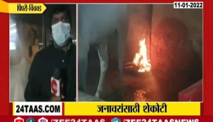Pimpri Chinchwad Cow Shed Being Kept Warm For Drop In Temperature