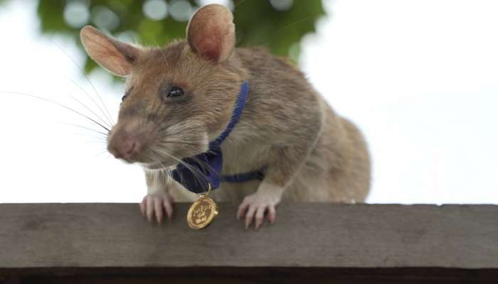 हजारो लोकांचा जीव वाचवणाऱ्या उंदराने जगाचा घेतला निरोप, असा बनला होता हिरो 