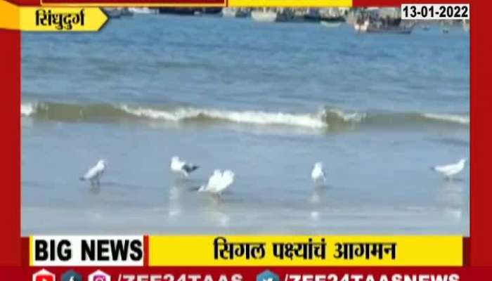 Sindhudurga Segal Birds at Seashore