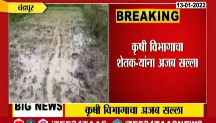 Big Loss In Chandrapur Due To Uncertain Rain