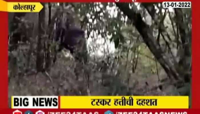 Terror Of Taskar Elephant In Kolhapur At Aajra