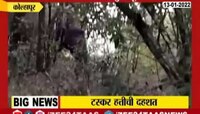 VIDEO! कोल्हापूरमधल्या आजरात टस्कर हत्तीचा धुमाकूळ, शेती आणि वाहनांचं मोठं नुकसान