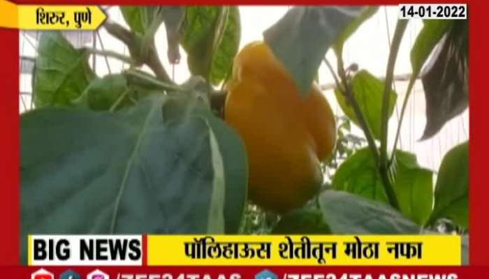 pune shirur young framer got good capsicum crop using playhouse farming technique 