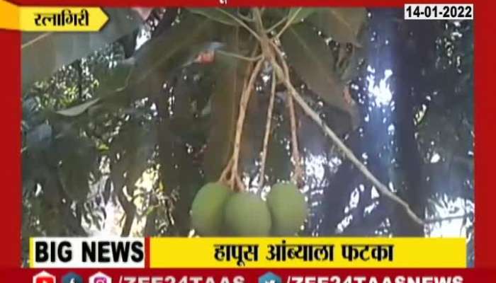Shorts 11 Ratnagiri Mango Farmers Suffered Loss Due to Unseasonal Rain Update