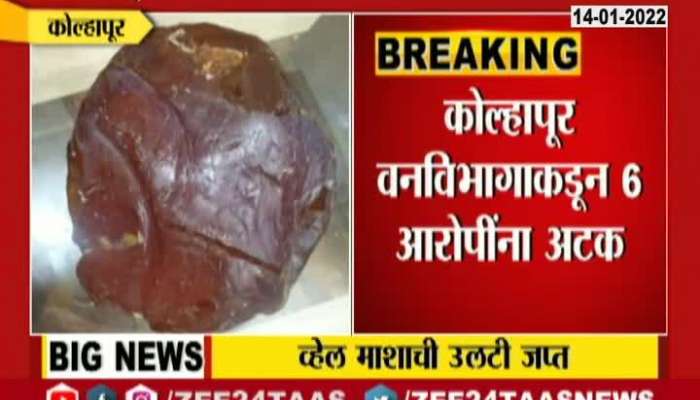  Kolhapur 3 Crore rs Whale fish Omitting seized