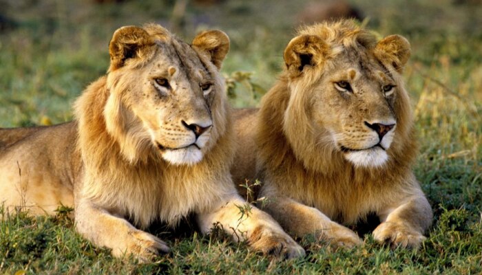 शिकरीसाठी गेलेल्या सिंहाला स्वत:चे प्राण वाचवणं झालं कठीण, पाहा व्हिडीओ