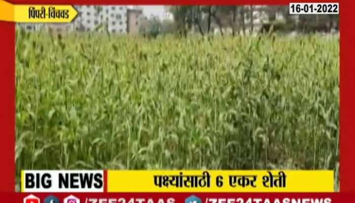 Pimpri Chinchwad Farmers Left Six Acre Jawari Crop For Birds Food