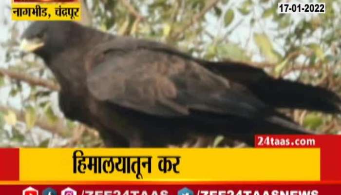 Chandrapur Black Eagle