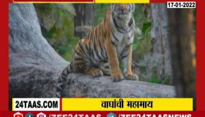 Nagpur Super Mom Tigress Dead