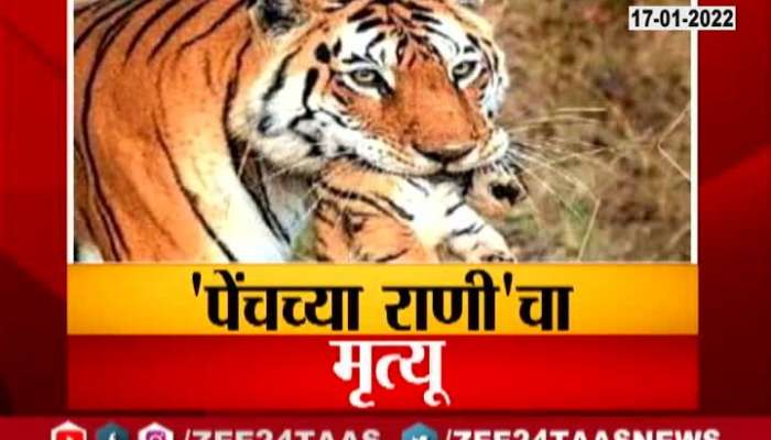 Nagpur Super Mom Tigress Dead Update At 06 PM