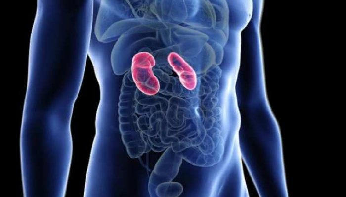 अरे व्वा! शास्त्रज्ज्ञांनी तयार केली Artificial Kidney