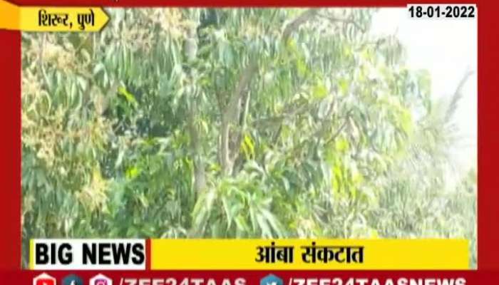 Mango Production In Problem
