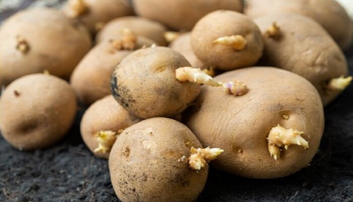 मोड आलेले बटाटे खाताय? तर सावध व्हा, तुमच्या जीवाला धोका आहे
