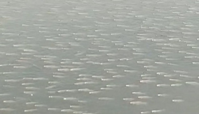 डोळ्याचं पारणं फिटेल... कोल्हापुरातील पंचगंगा नदीत मासे करतायत परेड, पाहा व्हिडीओ