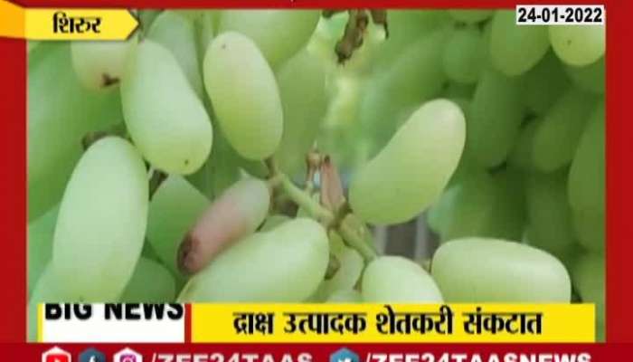 Shirur Grapes Producing Farmers In Problem For Changing Climate Condition