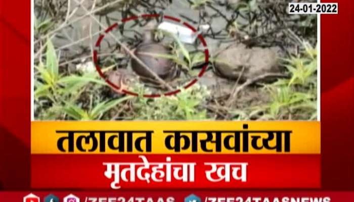 Kalyan Tortoise Dead In Lake