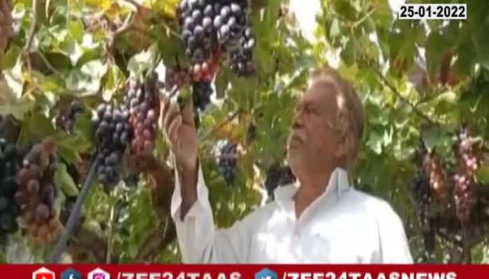 Nashik Nifad Temperature Drops Grapes Farmers In Trouble