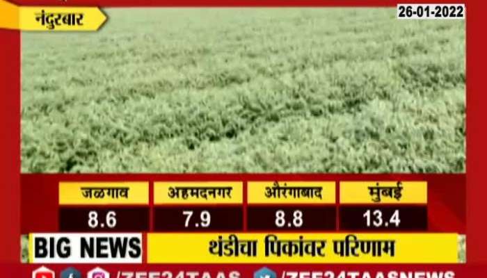 Nandurbar Agriculture Expert Hints Farmers To Water Crops Carefully