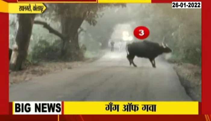 Gang Of Jungli Bulls in Kolhapur Radhanagri