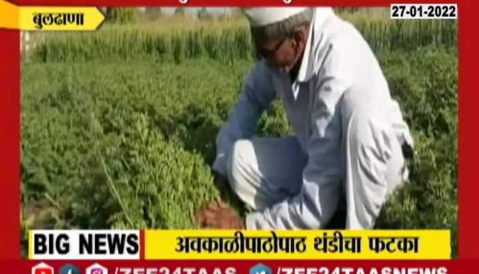 Buldhana Farmers In Problem For Fall In Temperature