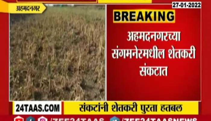 Ahmednagar Rabbi Crops Damage From Uncertain Rain And Drop In Temperature