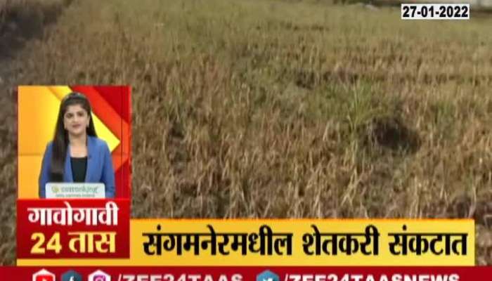 Ahmednagar Farmer Damaged Crops