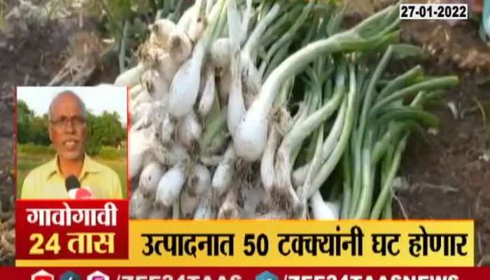 environmental blow to white onions in alibag