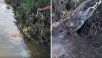मगरीला अन्न द्यायला गेलेल्या तरुणासोबत घडली भयानक घटना, तिने तोंड उघडलं आणि...