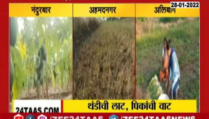 North Maharashtra Severe Affected From Coldwave