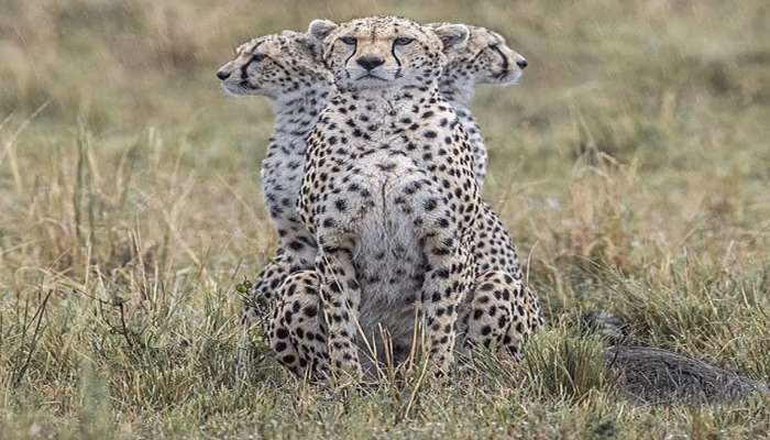 three heads leopard : &#039;तीन डोक्यांचा बिबट्या&#039;! छायाचित्रकाराचे अफलातून कौशल्य