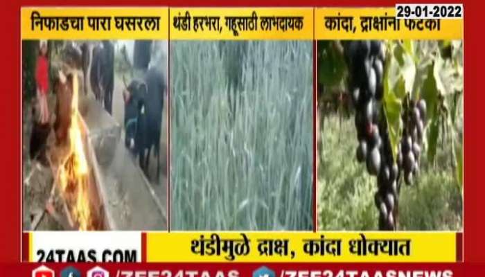 North Maharashtra Cold increased grapes and onion has affect because of it