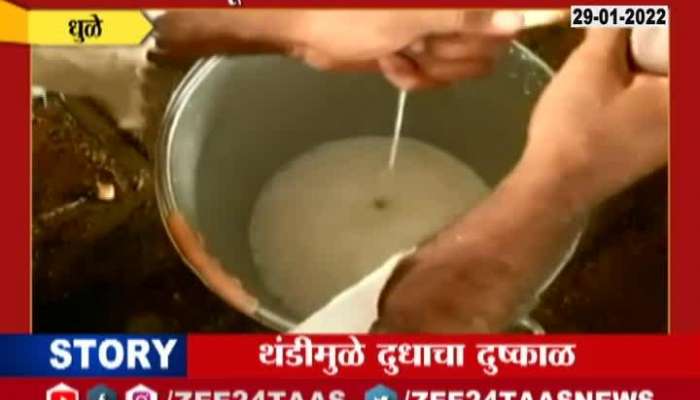 Dhule Cold Climate Impact On Animal Milk