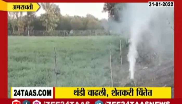Amravati Farmers On Measures Taken To Save Rabbi Crops From Severe Cold