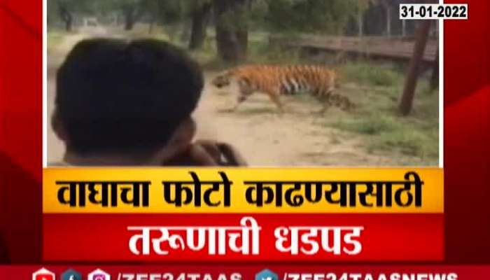 Chandrapur Tadoba Photographer Clicks Photo Of Tiger Putting Life In Danger Update