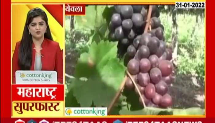 LOCAL NEWS YEOLA GRAPES