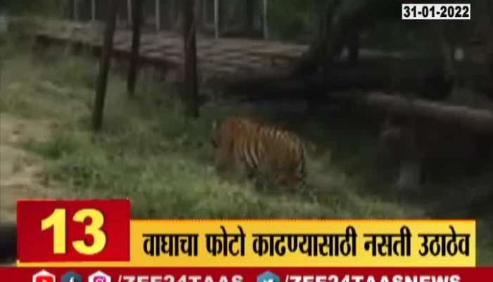 Gaogavi 24 Taas news tiger 