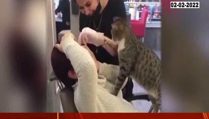 Cat Reviewing Owners Eye Brow Funny Video