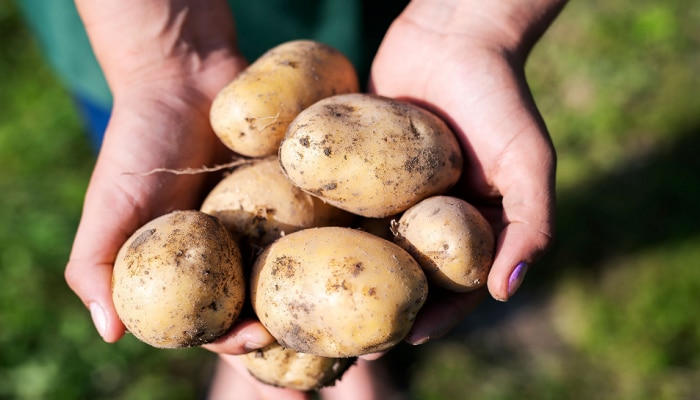 फक्त फायदाच नाही तर नुकसानही करु शकते बटाट्याचे जास्त सेवन, याचे तोटे काय जाणून घ्या